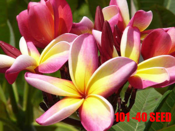 Plumeria -  101