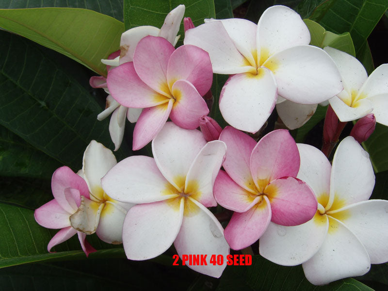 Plumeria -  2 Pink