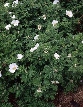 Rynket rose - Rosa Rugosa Alba