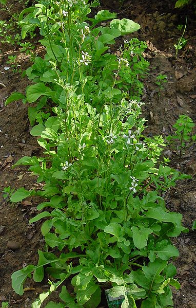 Rucola - Eruca sativa