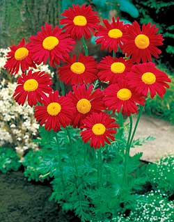 Rosenkrave - Chrysanthemum coccineum