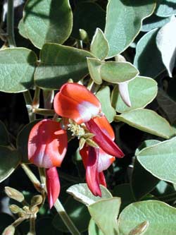 Dusky Coral Pea - Kennedia rubicunda
