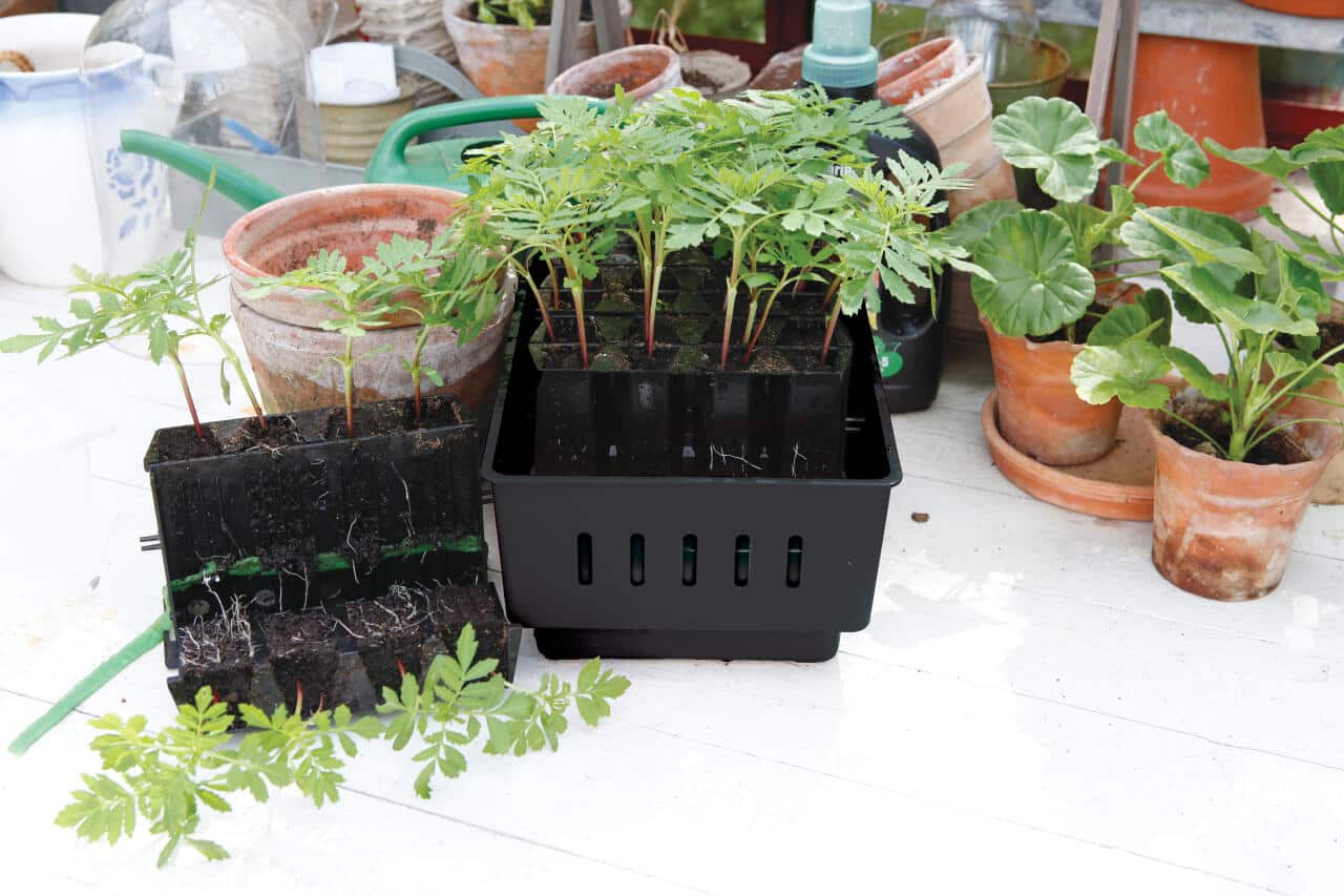 Rootmaster - minidrivhus med selvvanding