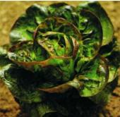 Rougette de Montpellier