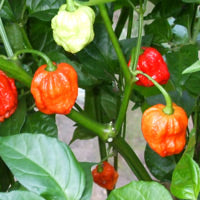 7 Pot - C. chinense