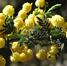 Knobthorn Acacia - Acacia nigricans