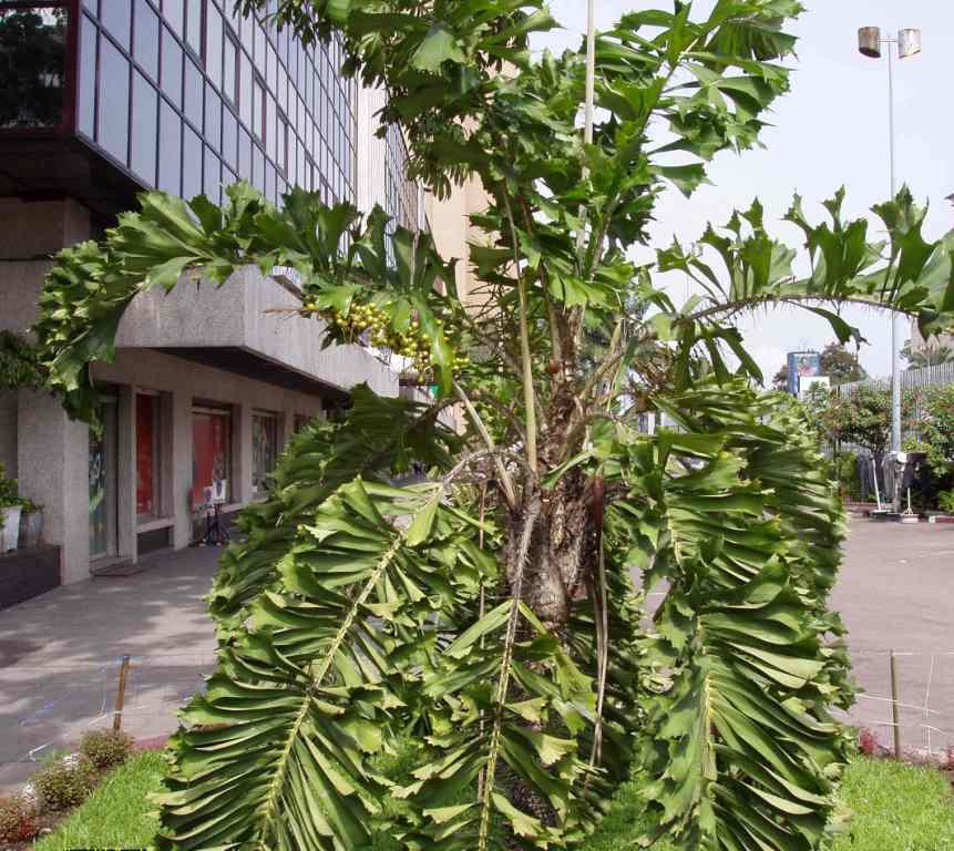 Ruffle Palm - Aiphanes aculeata