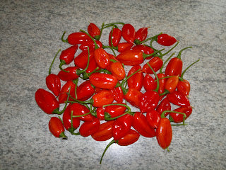 Aji de Boton - C. chinense