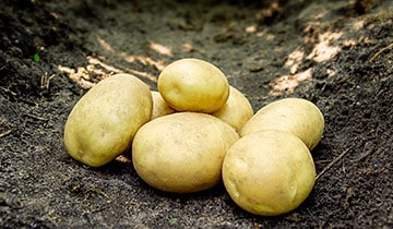 Bondens Bedste - Argana 1,5kg -Læggekartoffel - NYHED 2025