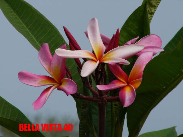 Plumeria -  Bella Vista