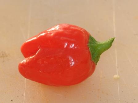 Big Jamaican - C. chinense