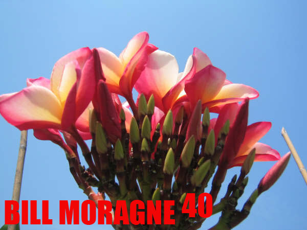 Plumeria -  Bill Moragne