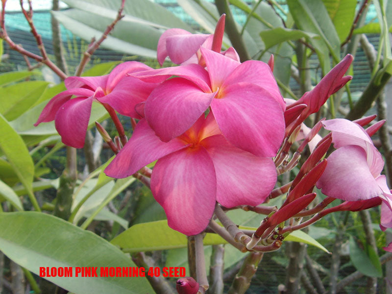 Plumeria -  Bloom Pink Morning