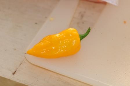 Bonda ma Jaques - C. chinense