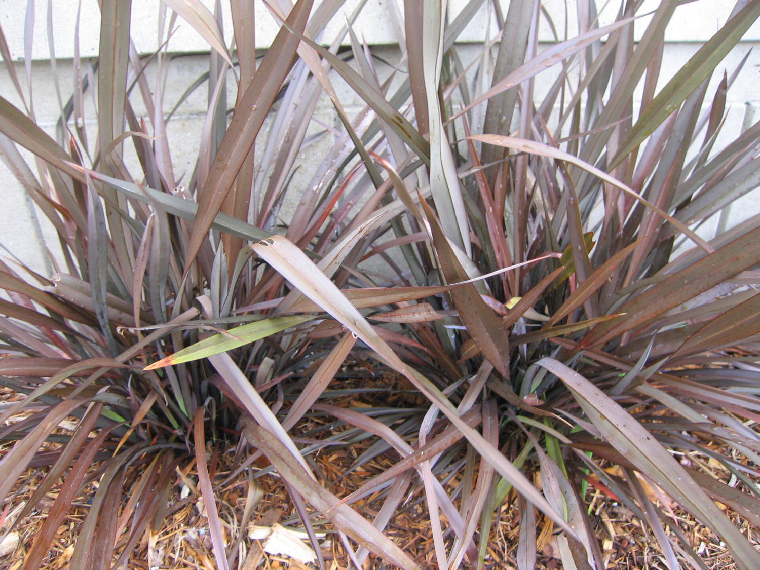 Rød New Zealandsk Hør - Phormium Tenax Purpureum