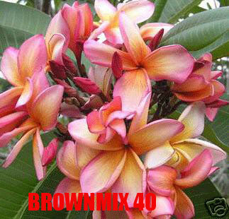 Plumeria -  Brown Mix