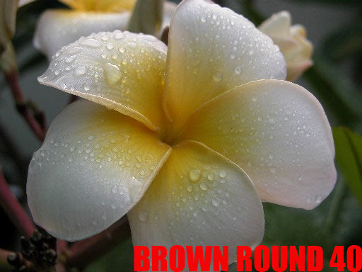 Plumeria -  Brown Round