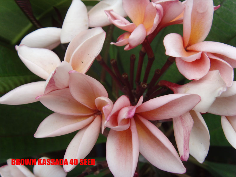 Plumeria -  Brown Kaseda