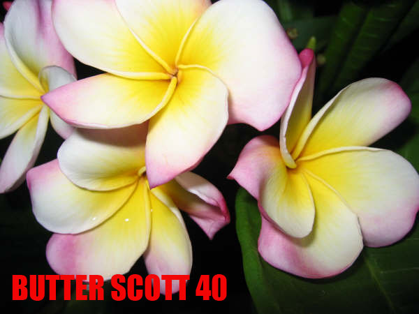 Plumeria -  Butter Scott