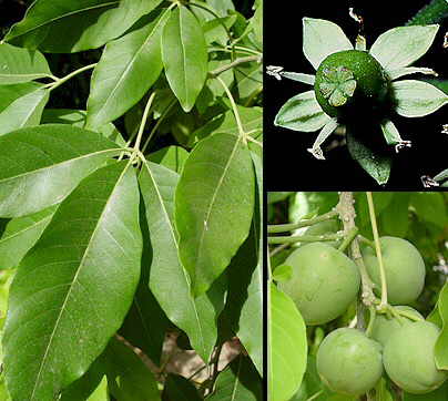 Hvid sapote - Casimiroa edulis - PLANTE