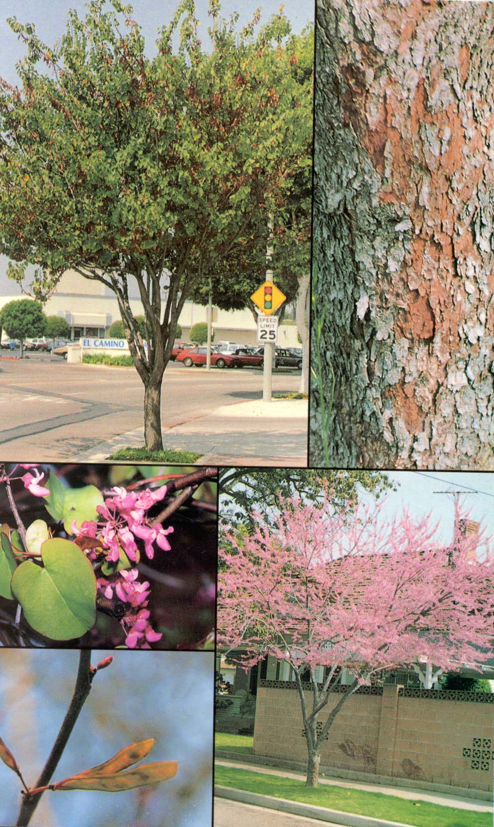 Judas Træ, Western Red Bud - Cercis occidentalis