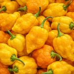 7 Pot Brain Strain Yellow - C.Chinense