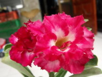 Ørkenrose - Adenium 'Chattip'