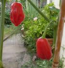 Cheiro Goias - C. chinense