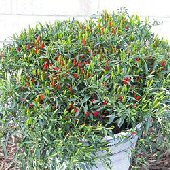 Chinese Pot - C. frutescens