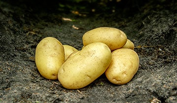 Bondens Bedste - Cimega 1,5kg - Læggekartoffel - NYHED 2025