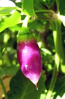 Habanero Condor's Beak - C. chinense