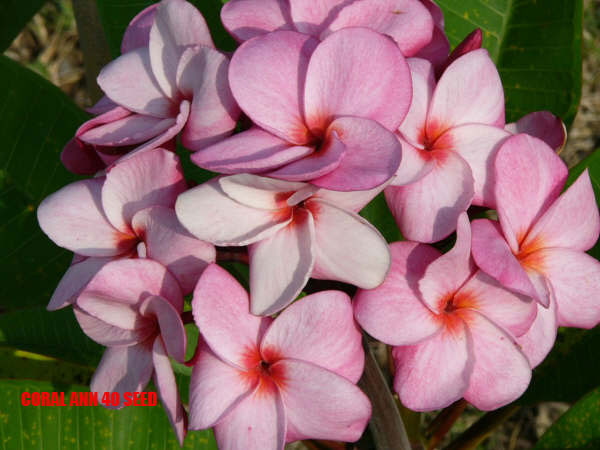 Plumeria - Coral Ann