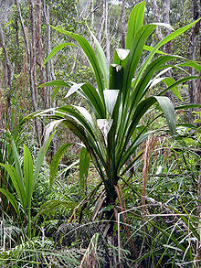 Skov-Kål Træ - Cordyline banksii