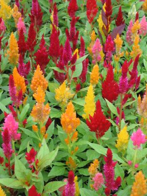 Rooster Tail - Celosia