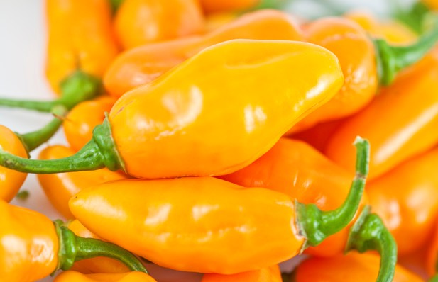 Datil Yellow - C. chinense