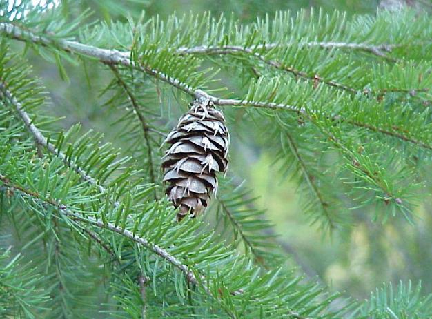 Douglasgran - Pseudotsuga menziesii