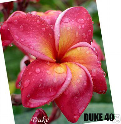 Plumeria -  Duke