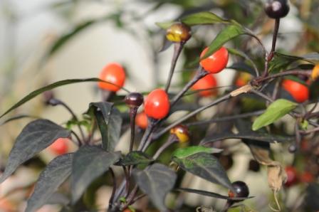 Ecuadorian Purple - C. annuum