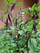 Esplendor - C. annuum