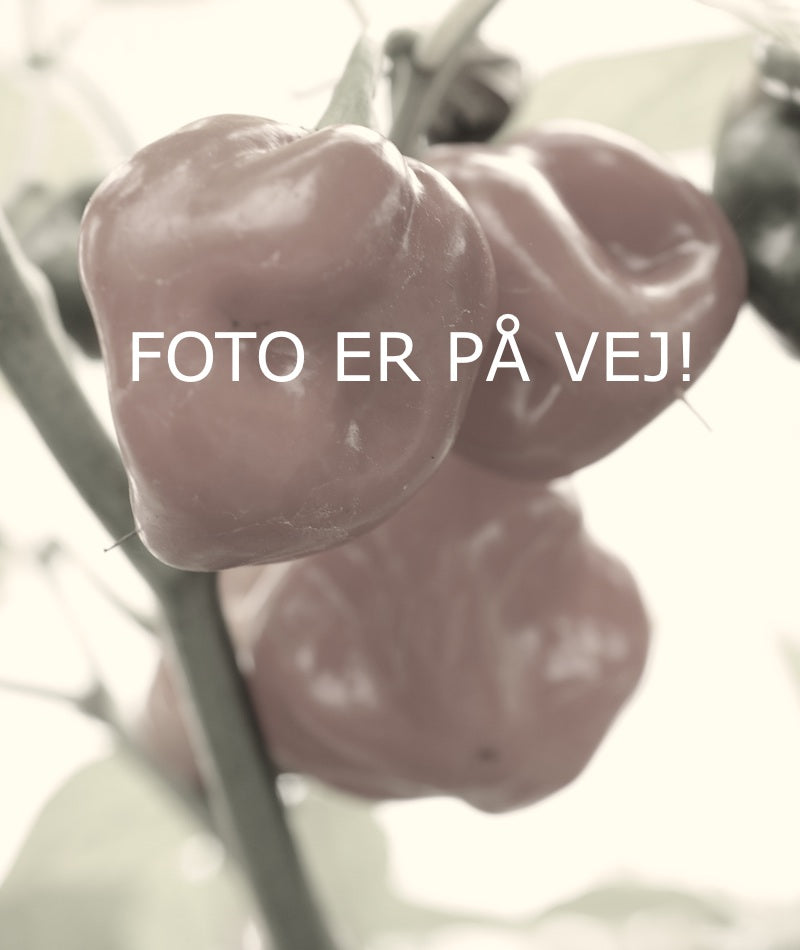 Tasmanian Black - C. annuum