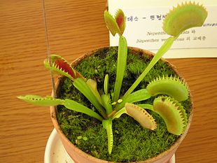 Venus-Fluefanger - Dionaea muscipula