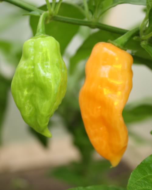 Habalokia Peach - C. Chinense