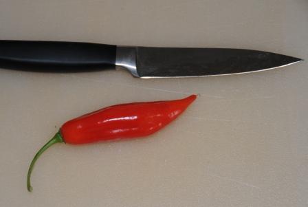 Habanero Red Long - C. chinense