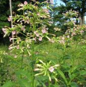 Tobak - Havana - Noctiana tabacum