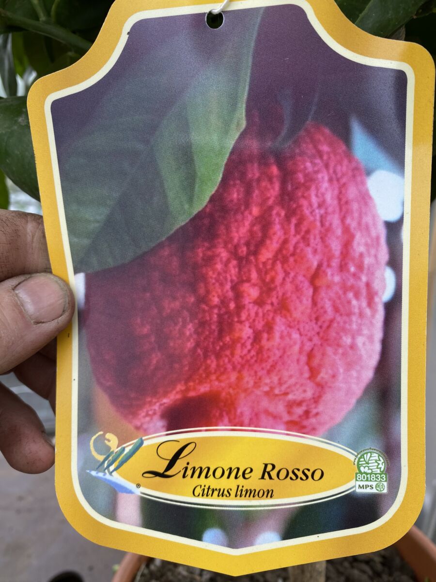 Rød Citron - Citrus limone rosso - Plante