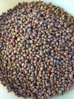 Mikro Grønt - Radise