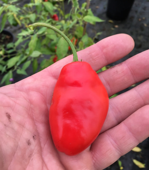 Rocoto La Paz Rojo - C.pubescens