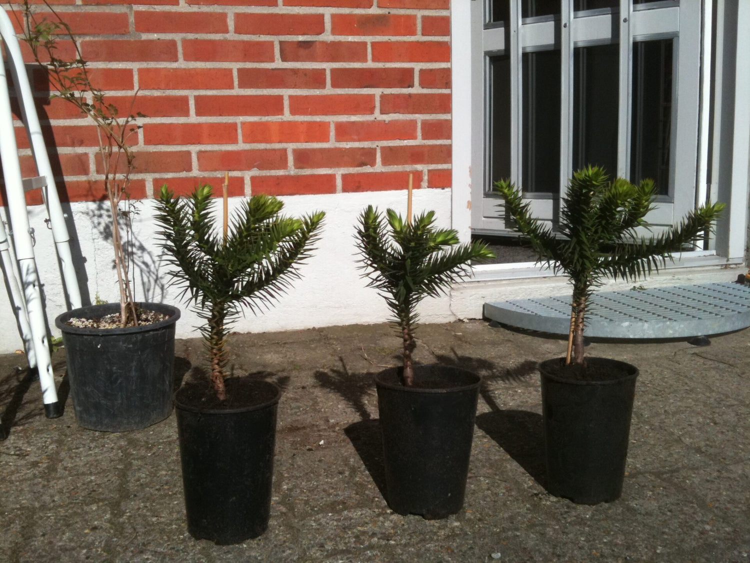 Abetræ / Abernes Skræk - Araucaria araucana 50-70 cm