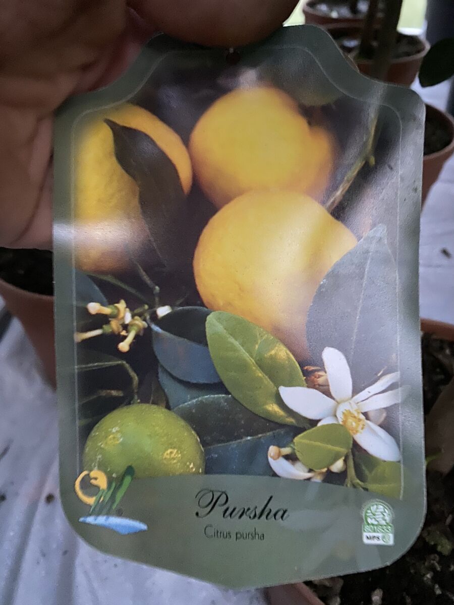 Romersk Lime - Citrus purscha