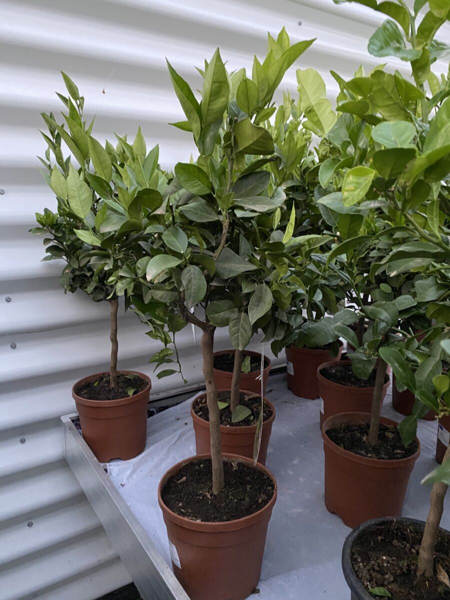 Romersk Lime - Citrus purscha